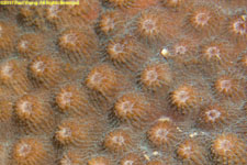 coral closeup